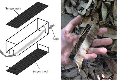 Microbial Community, Newly Sequestered Soil Organic Carbon, and δ15N Variations Driven by Tree Roots